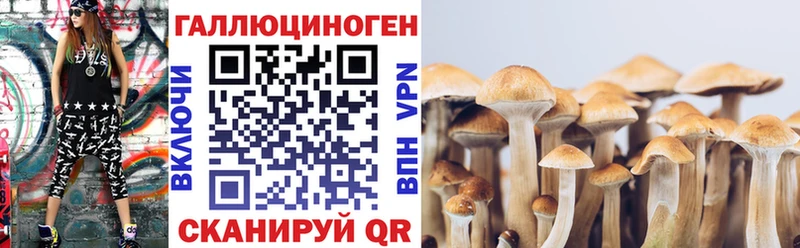 Купить где  Красный Сулин  Псилоцибиновые грибы Magic Shrooms 
